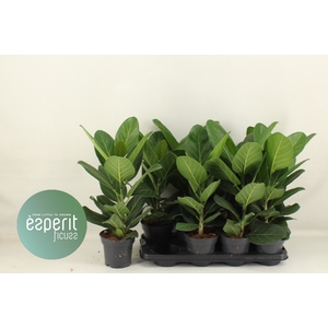FICUS BENG AUDREY