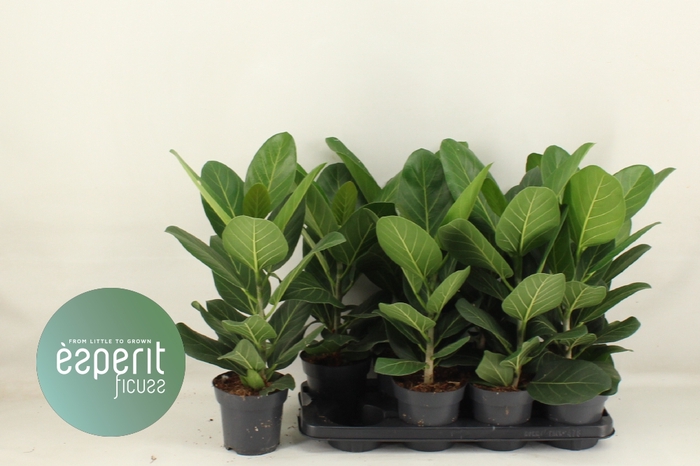 <h4>FICUS BENG AUDREY</h4>