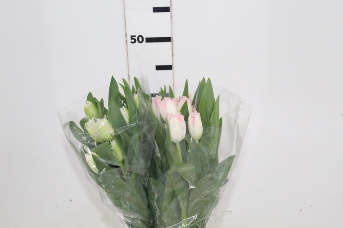 <h4>TULIPA BICOLOR</h4>