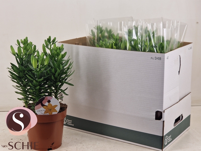 <h4>LIL AS GOLDEN MATRIX</h4>