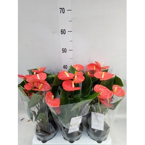 Anthurium andr. 'FC Cinemato'