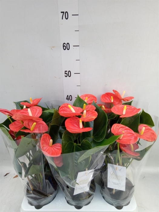 <h4>Anthurium andr. 'FC Cinemato'</h4>