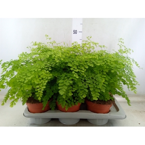 Adiantum raddi. 'Fragrans'