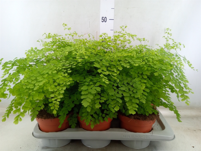<h4>Adiantum raddi. 'Fragrans'</h4>
