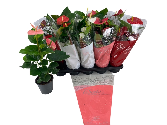 <h4>ANTHU AN GEM</h4>