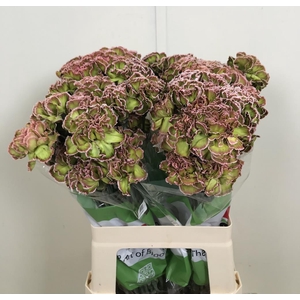 Di St Tinted Hortensia