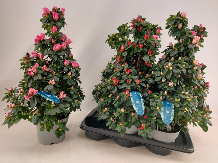 <h4>RHODO SI VOGEL GEM</h4>