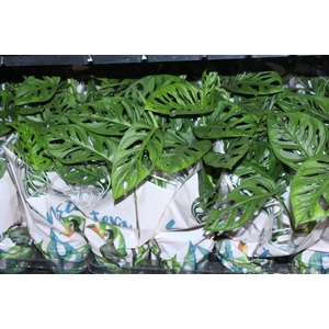 MONSTERA OBLIQUA ADANSONII P15