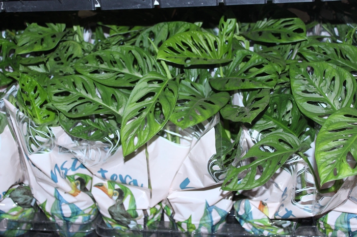 <h4>MONSTERA OBLIQUA ADANSONII P15</h4>