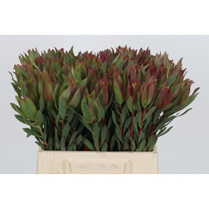 Leucadendron High Light