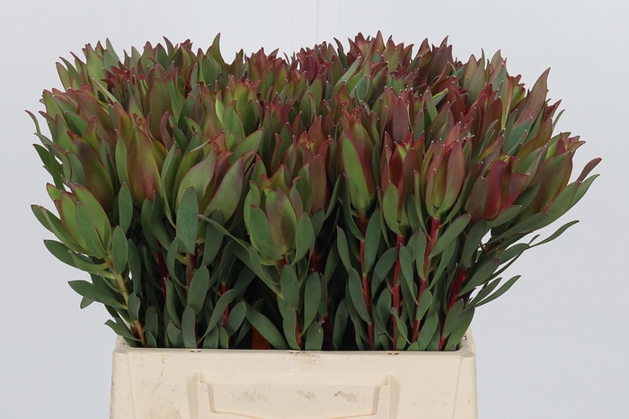 <h4>Leucadendron High Light</h4>