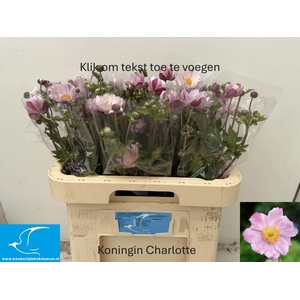 ANEM JAPONICA QUEEN CHARLOTTE