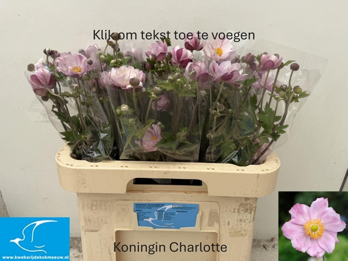 <h4>ANEM JAPONICA QUEEN CHARLOTTE</h4>