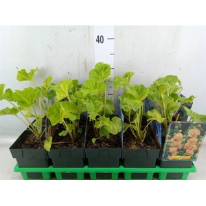 Alcea   ...