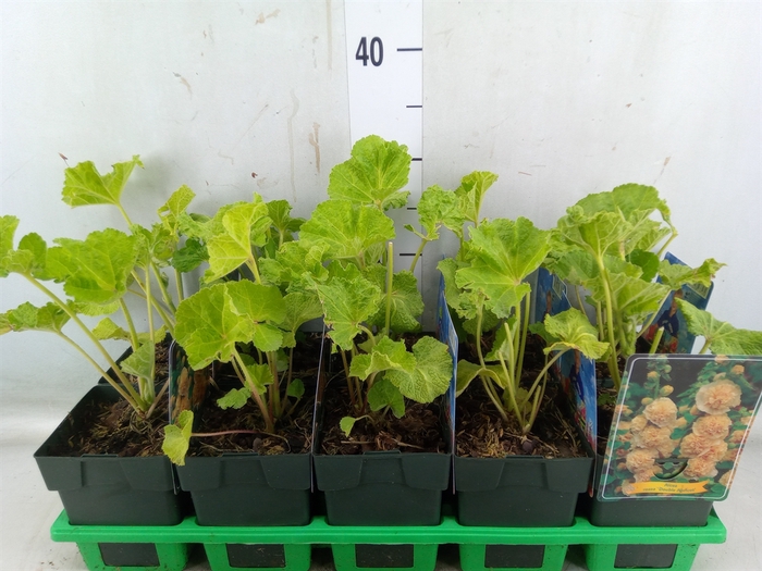 <h4>Alcea   ...</h4>