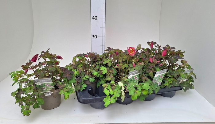 <h4>AQUIL CAERULEA</h4>