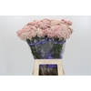 Ozothamnus Cooks Pink