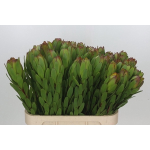 LEUCAD SAF GOLDSTRIK