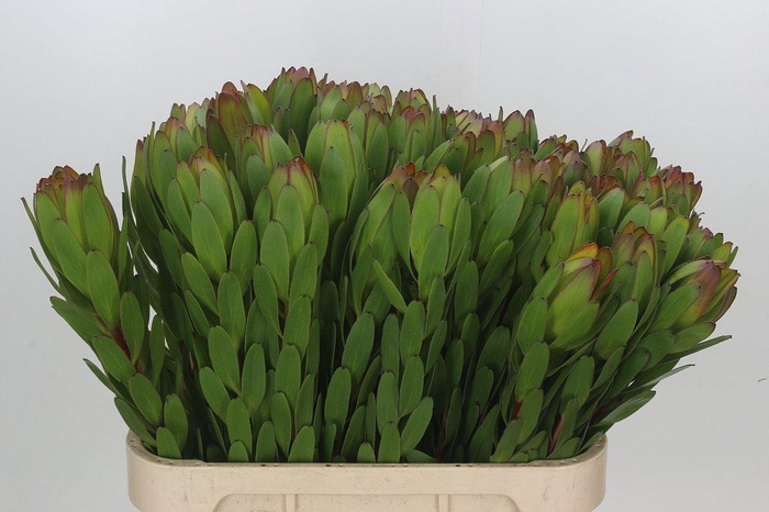 <h4>LEUCAD SAF GOLDSTRIK</h4>