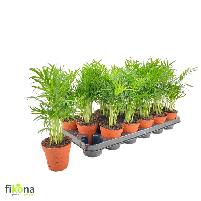 arr8 Chamaed Elegans