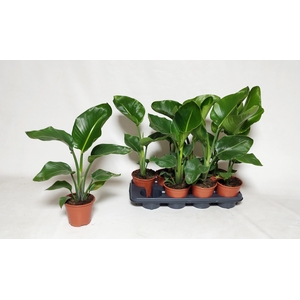 STRELITZIA NICOLAI