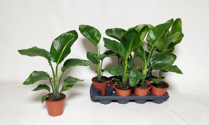 <h4>STRELITZIA NICOLAI</h4>