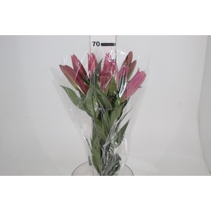 LIRIO MALDANO 070 CM HT 2/3 FLS ROSA