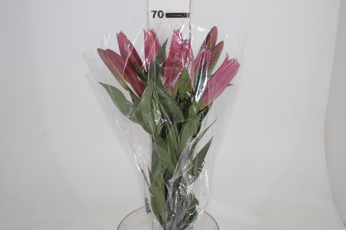 <h4>LIRIO MALDANO 070 CM HT 2/3 FLS ROSA</h4>