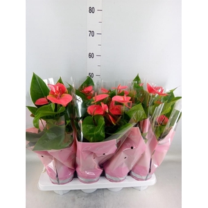 Anthurium andr. 'Sweet Dream'