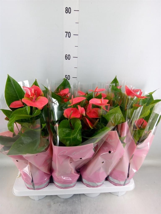<h4>Anthurium andr. 'Sweet Dream'</h4>