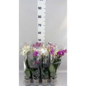Phalaenopsis   ...mix