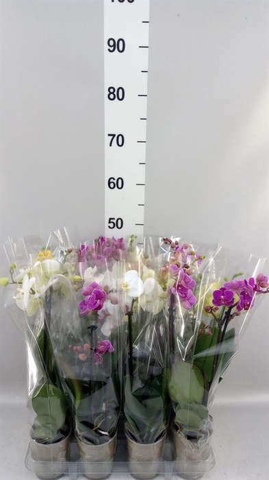 <h4>Phalaenopsis   ...mix</h4>
