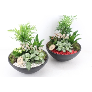 arr2 PL - Ebbischaal L - rood/wit