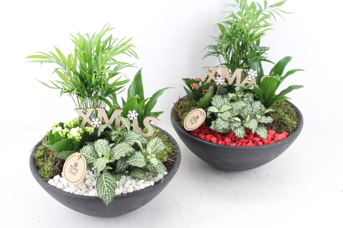 <h4>arr2 PL - Ebbischaal L - rood/wit</h4>