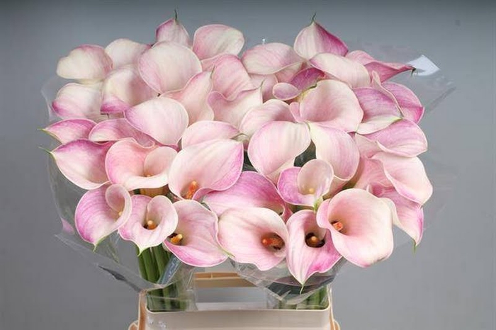 <h4>Calla Blushing Lady Kallaland</h4>