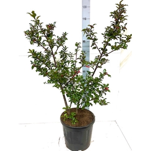 ILEX MES BLUE PRINCE