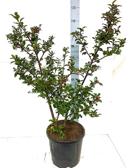 <h4>ILEX MES BLUE PRINCE</h4>