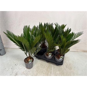 Cycas Revoluta 9+