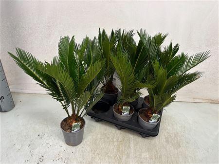 <h4>Cycas Revoluta 9+</h4>