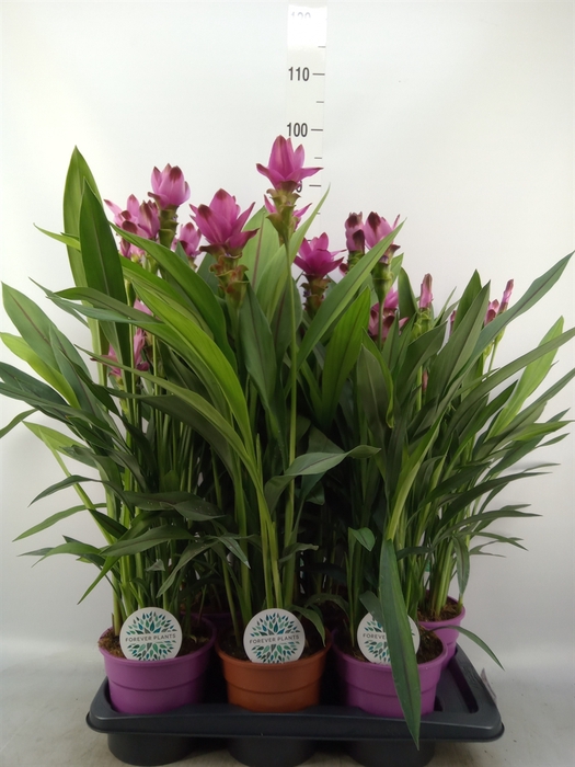 <h4>Curcuma alism. 'Siam'   ...mix 3</h4>