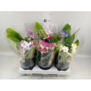 Streptocarpus   ...mix