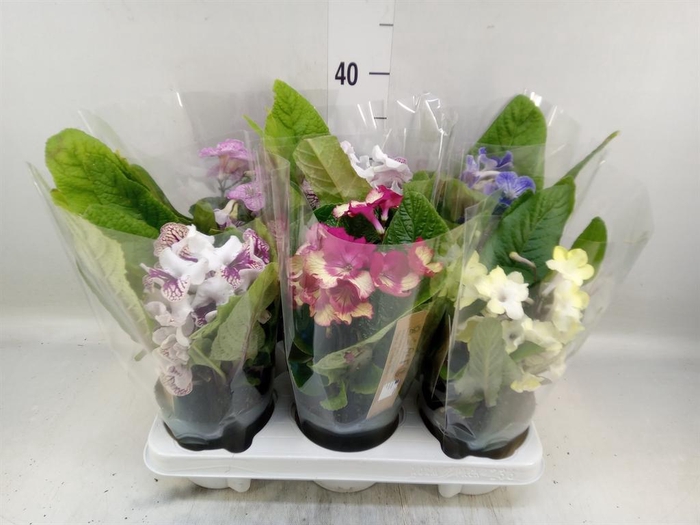<h4>Streptocarpus   ...mix</h4>
