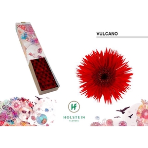 Germini Spider Vulcano Half doos