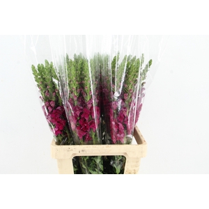 ANTIR POTOMAC BORDEAUX