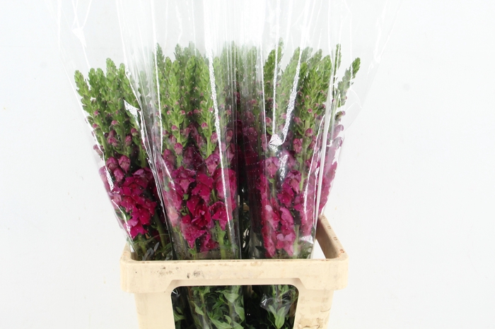 <h4>ANTIR POTOMAC BORDEAUX</h4>