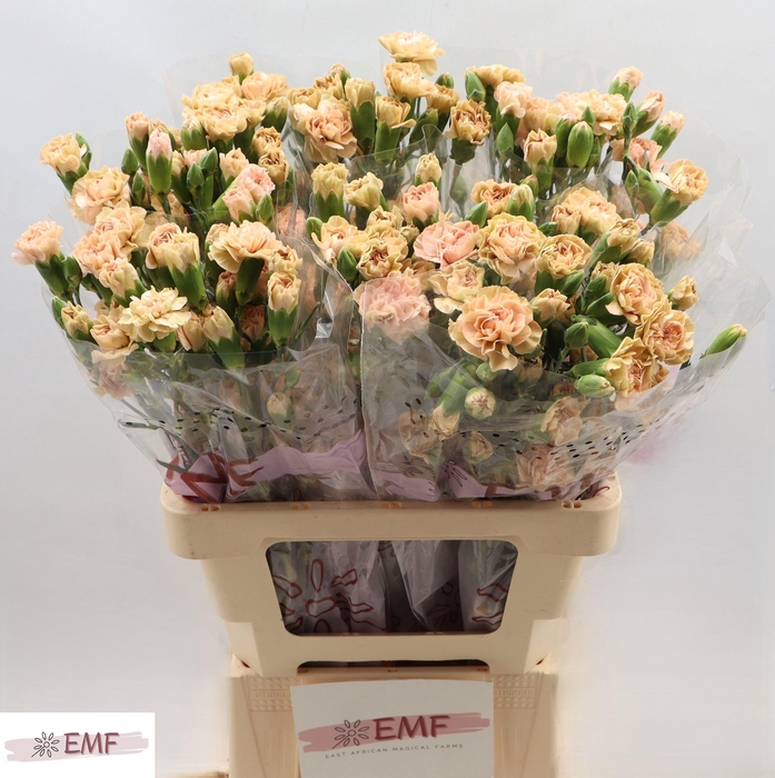 <h4>DI TR CINNAMON</h4>