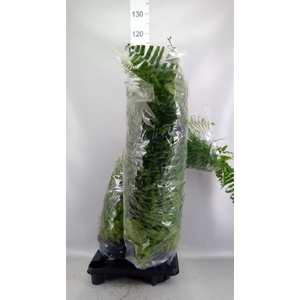 Nephrolepis   ...