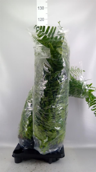 <h4>Nephrolepis   ...</h4>