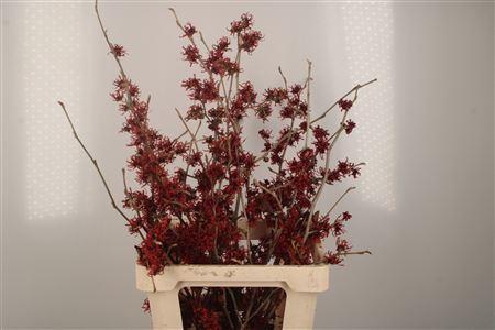 <h4>Hama Diana Red</h4>