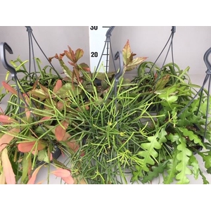 Rhipsalis   ...mix